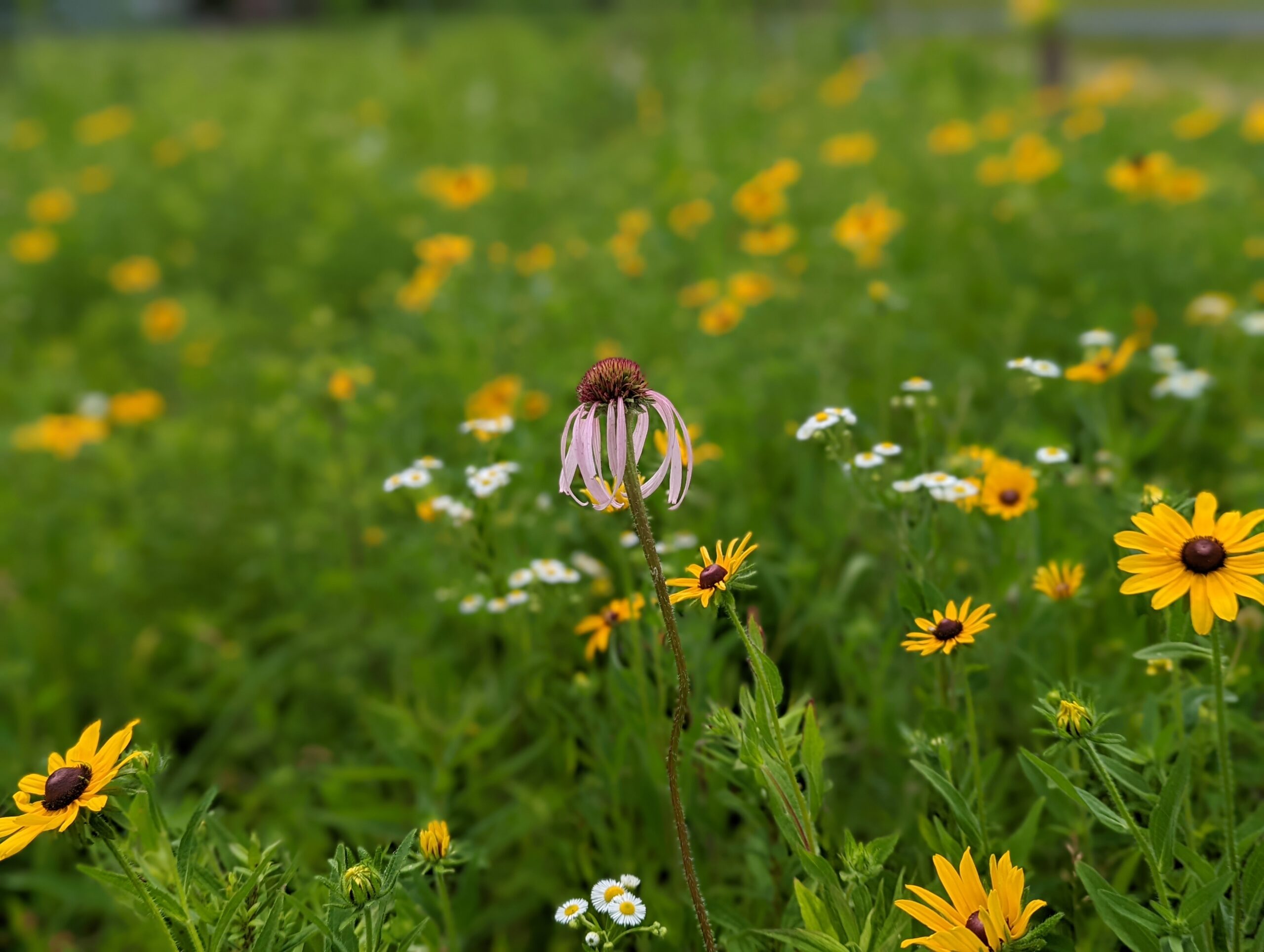 Wild Ones Louisville Chapter Wild Ones Natural Landscapers