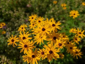 Black-eyed Susan